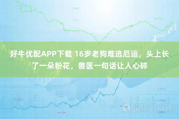 好牛优配APP下载 16岁老狗难逃厄运，头上长了一朵粉花，兽医一句话让人心碎